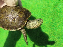 画像3: グァテマラクジャクガメ２　ＳＡＬＥ！5,000円OFF