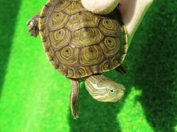 画像5: グァテマラクジャクガメ３　ＳＡＬＥ！5,000円OFF