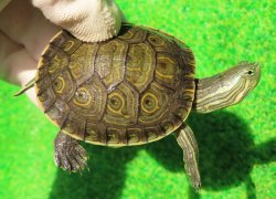 画像1: グァテマラクジャクガメ２　ＳＡＬＥ！5,000円OFF