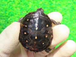 画像2: キボシイシガメ58