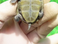 画像9: キタダイヤモンドガメ３