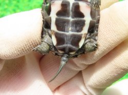 画像7: アザンティッククサガメ８