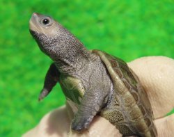 画像4: キタダイヤモンドガメ３