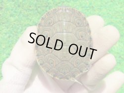 画像2: ニカラグァクジャクガメ６