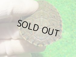 画像7: ニカラグァクジャクガメ６