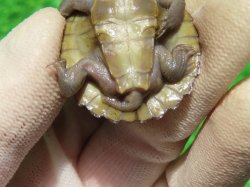 画像7: ヒメマゲクビガメ４