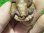 画像7: ヒメマゲクビガメ４ (7)