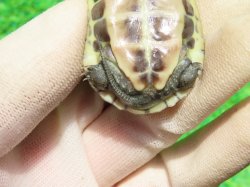 画像7: ハイポパステルクサガメP.Hetアルビノ78