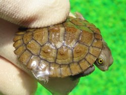 画像1: ヒメマゲクビガメ４