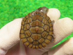 画像2: ヒメマゲクビガメ４