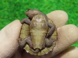 画像8: ヒメマゲクビガメ４