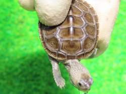 画像5: キタダイヤモンドガメ４