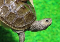 画像3: キタダイヤモンドガメ３