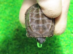 画像4: アザンティッククサガメ８