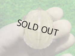 画像2: スーパーハイポクサガメP.Hetアルビノ77