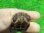 画像6: ハイポパステルクサガメP.Hetアルビノ78 (6)