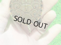 画像6: ニカラグァクジャクガメ６