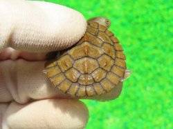 画像6: ヒメマゲクビガメ４