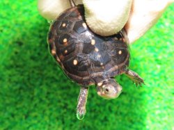 画像4: キボシイシガメ58