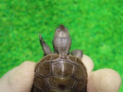 画像5: キタダイヤモンドガメ３