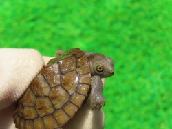 画像3: ヒメマゲクビガメ４