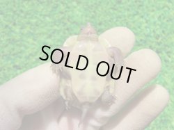 画像8: スーパーハイポクサガメP.Hetアルビノ77