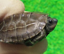 画像3: アザンティッククサガメ８