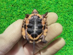 画像8: キボシイシガメ58