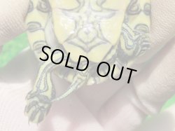 画像9: ニカラグァクジャクガメ６