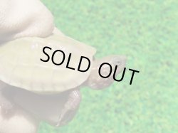 画像3: スーパーハイポクサガメP.Hetアルビノ77