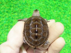 画像2: キタダイヤモンドガメ４