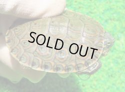 画像1: ニカラグァクジャクガメ６