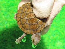 画像5: ヒメマゲクビガメ４