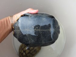 画像14: ニホンイシガメ繁殖セット２