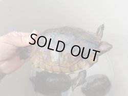 画像7: ウンキュウトリオ