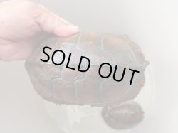 画像10: ウンキュウトリオ