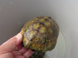 画像12: ニホンイシガメ繁殖セット２