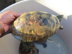 画像8: ニホンイシガメ繁殖セット３