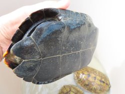 画像18: ニホンイシガメ繁殖セット２