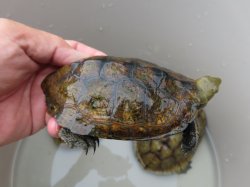 画像3: ニホンイシガメ繁殖セット２