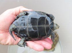 画像6: ニホンイシガメ繁殖セット２