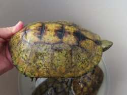 画像16: ニホンイシガメ繁殖セット２