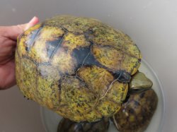 画像17: ニホンイシガメ繁殖セット２