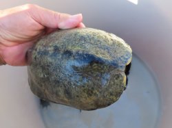 画像5: ニホンイシガメ繁殖セット３