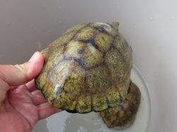 画像9: ニホンイシガメ繁殖セット２