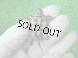 画像9: アザンティッククサガメ11（100Het）