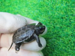 画像3: アザンティッククサガメ10
