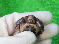 画像6: キボシイシガメ60