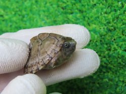 画像3: カブトニオイガメ３