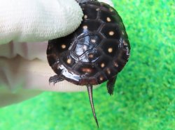 画像5: キボシイシガメ60